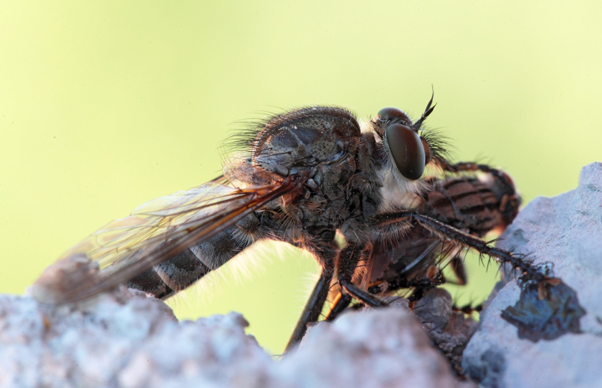 Asilidae:  Philonicus albiceps f. e gruppo Machimus/Tolmerus